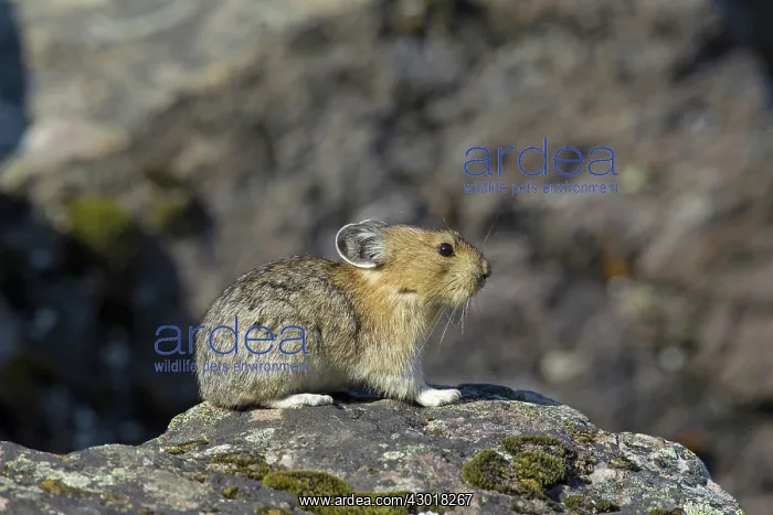  : American Pika  /  Mouse Hare  /  Coney