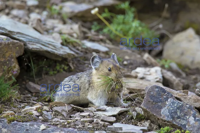  : American Pika  /  Mouse Hare  /  Coney