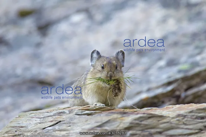  : American Pika  /  Mouse Hare  /  Coney