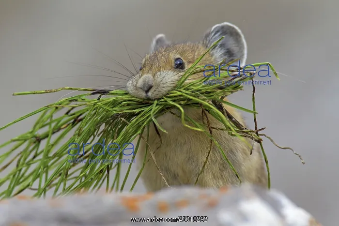  : American Pika  /  Mouse Hare  /  Coney