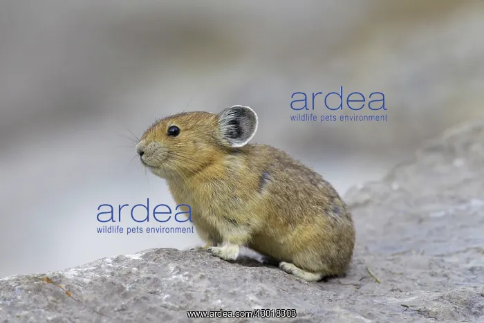  : American Pika  /  Mouse Hare  /  Coney