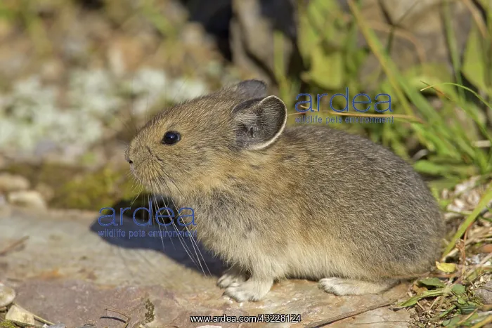  : American Pika  /  Mouse Hare  /  Coney