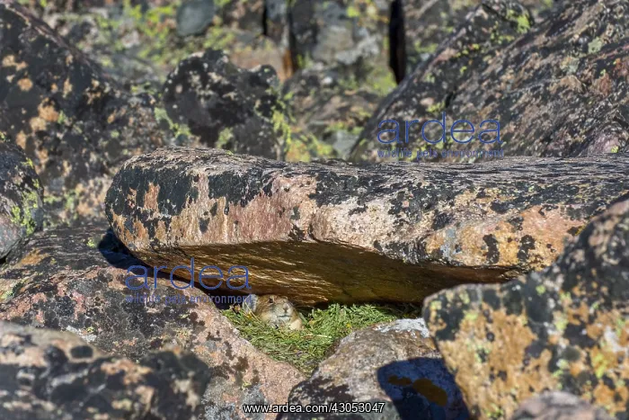 : American pika (Ochotona princeps) at one of its : American pika (Ochotona princeps) at one of its