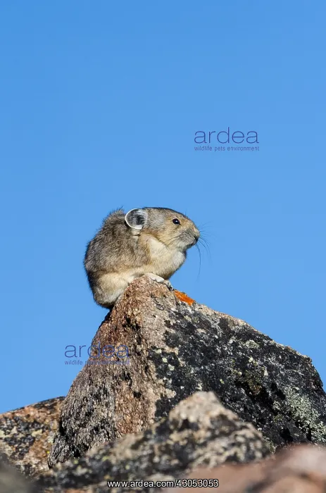 : American pika (Ochotona princeps). Beartooth Mountains : American pika (Ochotona princeps). Beartooth Mountains