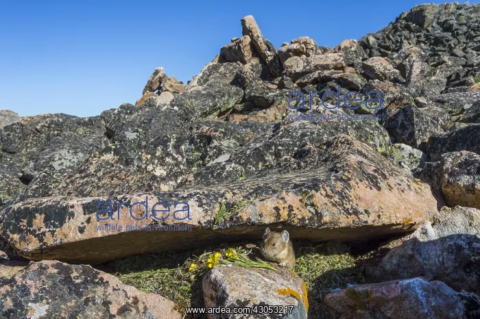 : American pika (Ochotona princeps) at one of its : American pika (Ochotona princeps) at one of its