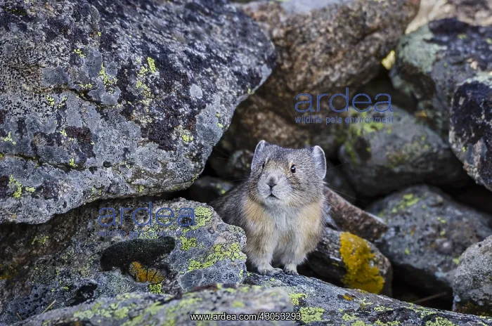 : American pika (Ochotona princeps). Beartooth Mountains : American pika (Ochotona princeps). Beartooth Mountains