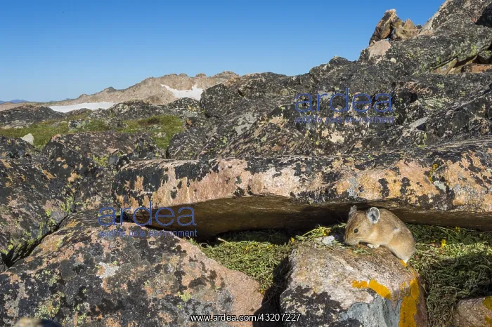 : American pika (Ochotona princeps) at one of its : American pika (Ochotona princeps) at one of its