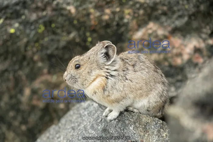 : American Pika, Ochotona princeps. A small-sized mammal that : American Pika, Ochotona princeps. A small-sized mammal that