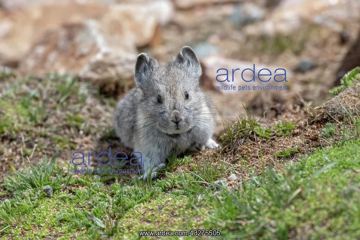 : American Pika, Ochotona princeps. A small-sized mammal that : American Pika, Ochotona princeps. A small-sized mammal that