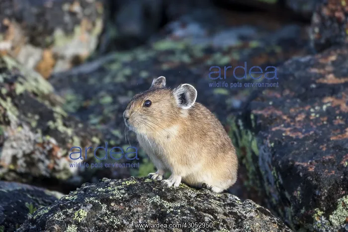 : American pika (Ochotona princeps) in its boulder : American pika (Ochotona princeps) in its boulder