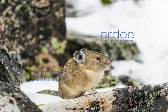 : American pika (Ochotona princeps) in its boulder : American pika (Ochotona princeps) in its boulder