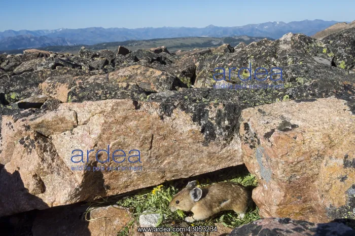 : American pika (Ochotona princeps) bringing in a : American pika (Ochotona princeps) bringing in a