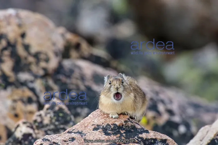 : American pika (Ochotona princeps) calling. Beartooth : American pika (Ochotona princeps) calling. Beartooth