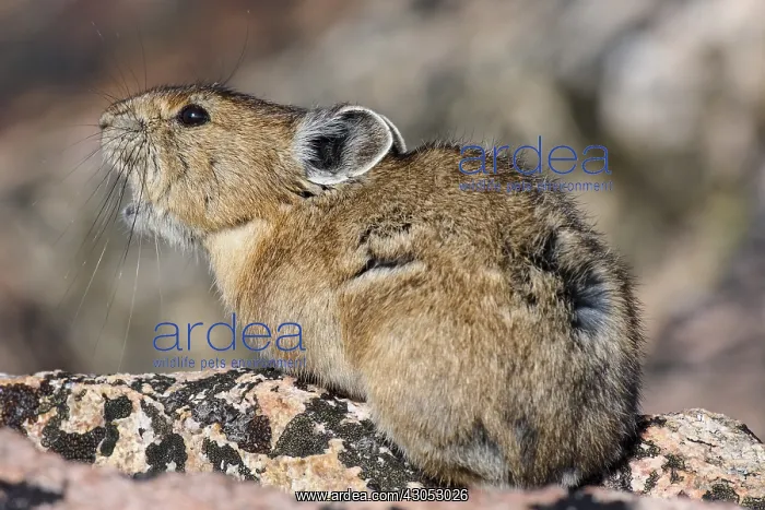 : American pika (Ochotona princeps) calling. Beartooth : American pika (Ochotona princeps) calling. Beartooth