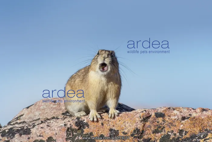 : American pika (Ochotona princeps) calling. Beartooth : American pika (Ochotona princeps) calling. Beartooth