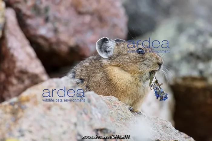 : American pika (Ochotona princeps) eating chiming : American pika (Ochotona princeps) eating chiming