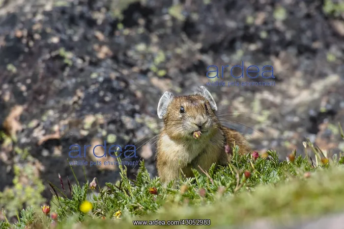 : American pika (Ochotona princeps) eating cinquefoil : American pika (Ochotona princeps) eating cinquefoil