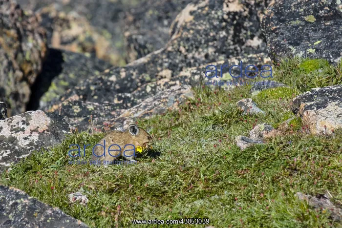  : American pika (Ochotona princeps) gathering cinquefoil