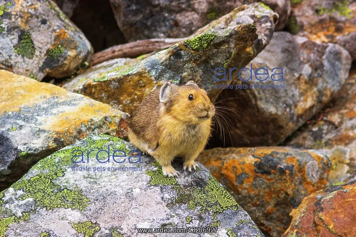 : American Pika (Ochotona princeps), Jasper National : American Pika (Ochotona princeps), Jasper National