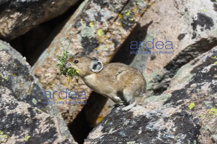 : American pika (Ochotona princeps) jumping between : American pika (Ochotona princeps) jumping between