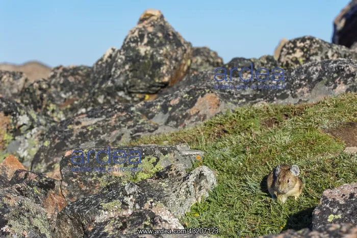  : American pika (Ochotona princeps) looking for food