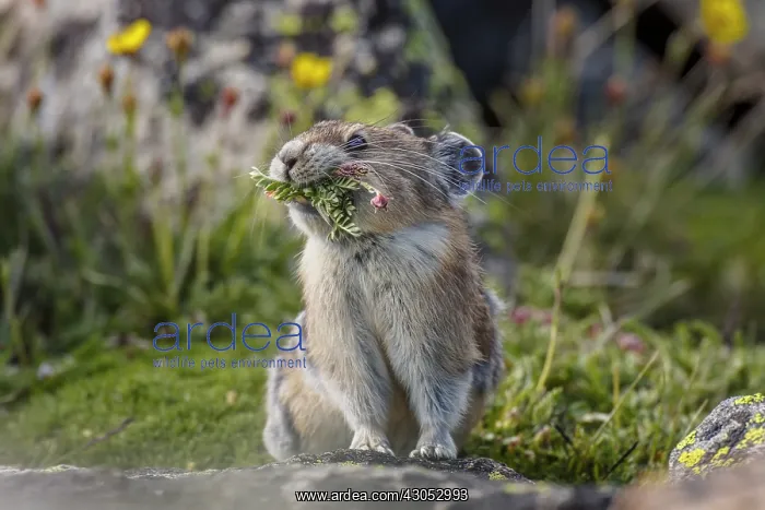 : American pika (Ochotona princeps) with mouthful : American pika (Ochotona princeps) with mouthful