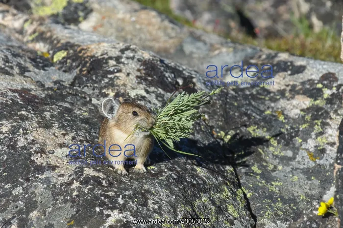 : American pika (Ochotona princeps) with mouthful : American pika (Ochotona princeps) with mouthful