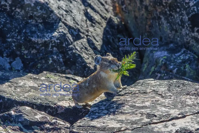 : American pika (Ochotona princeps) with mouthful : American pika (Ochotona princeps) with mouthful