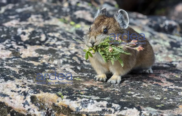 : American pika (Ochotona princeps) with mouthful : American pika (Ochotona princeps) with mouthful