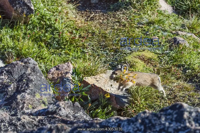 : American pika (Ochotona princeps) running back toward : American pika (Ochotona princeps) running back toward