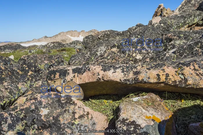 : American pika (Ochotona princeps) sitting by one : American pika (Ochotona princeps) sitting by one