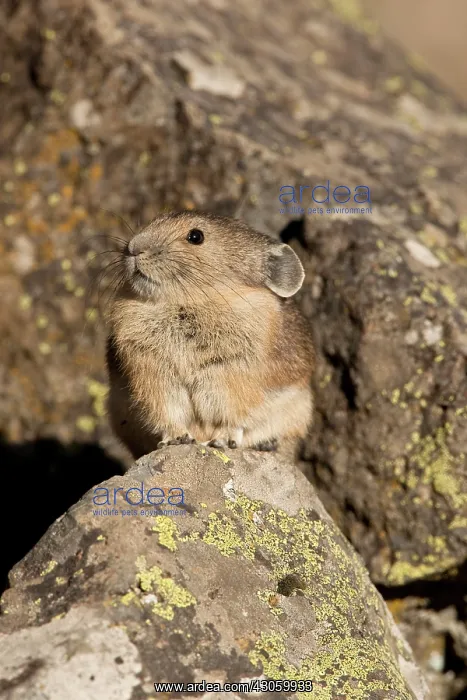 : American Pika, Ochotona princeps, sitting : American Pika, Ochotona princeps, sitting