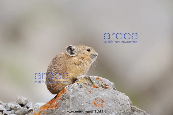 : American pika (Ochotona princeps) sitting on a rock : American pika (Ochotona princeps) sitting on a rock