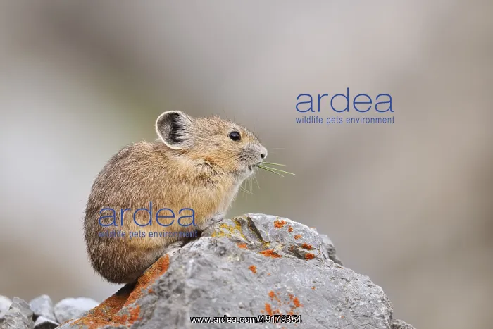 : American pika (Ochotona princeps) sitting on a rock and eating : American pika (Ochotona princeps) sitting on a rock and eating