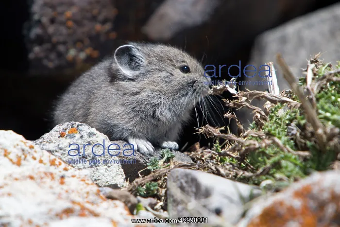 : American Pika - young - Mount Washburn Yellowstone : American Pika - young - Mount Washburn Yellowstone