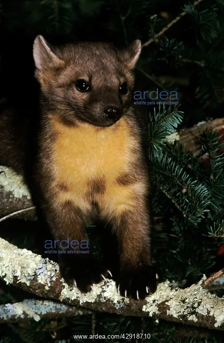 : American Pine Marten : American Pine Marten