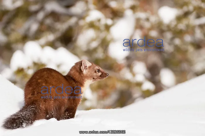 : American Pine Marten : American Pine Marten