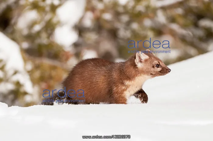 : American Pine Marten : American Pine Marten