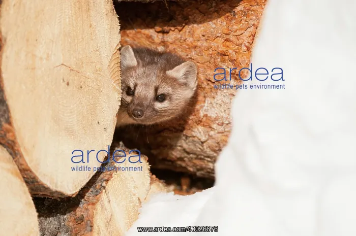 : American Pine Marten : American Pine Marten