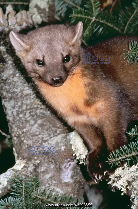: AMERICAN PINE MARTEN - close-up, facing : AMERICAN PINE MARTEN - close-up, facing