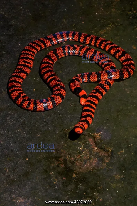 : American pipe snake, False Coral Snake (Anilius : American pipe snake, False Coral Snake (Anilius