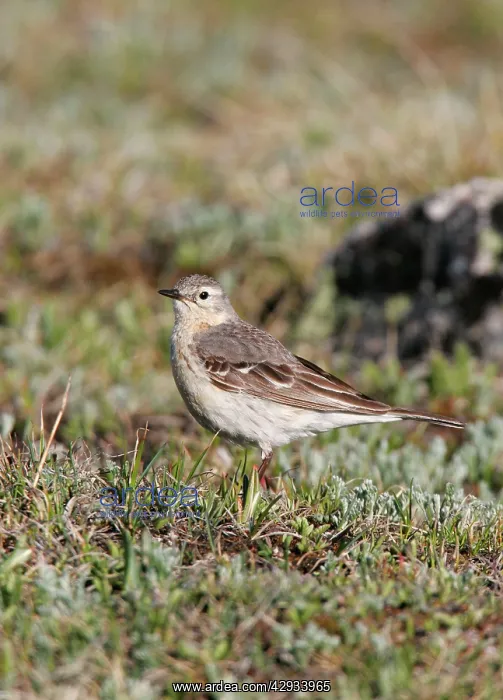  : American Pipit