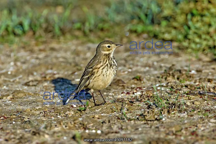 : American Pipit : American Pipit