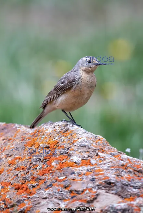 : American Pipit, Anthus rubescens : American Pipit, Anthus rubescens