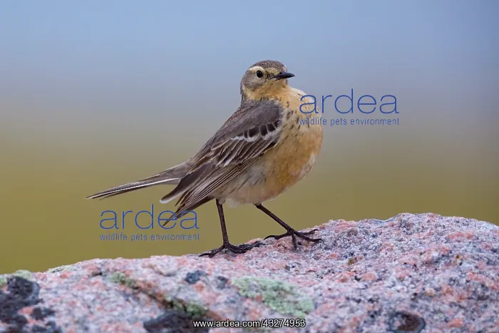 : American Pipit, Anthus rubescens. foraging above tree line i : American Pipit, Anthus rubescens. foraging above tree line i