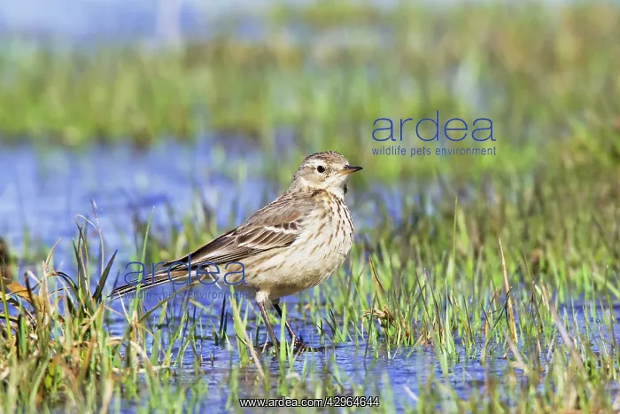  : American Pipit - In flooded field during spring migration