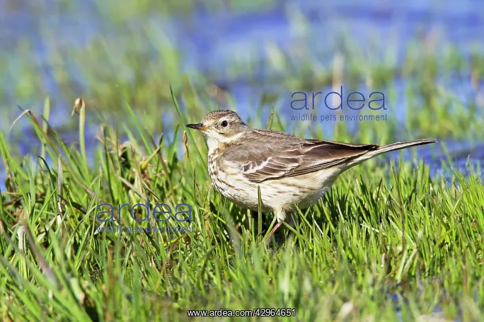 : American Pipit - In flooded field during spring migration : American Pipit - In flooded field during spring migration