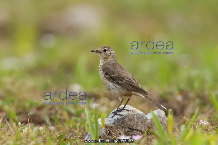 : American Pipit - Snowy Range : American Pipit - Snowy Range