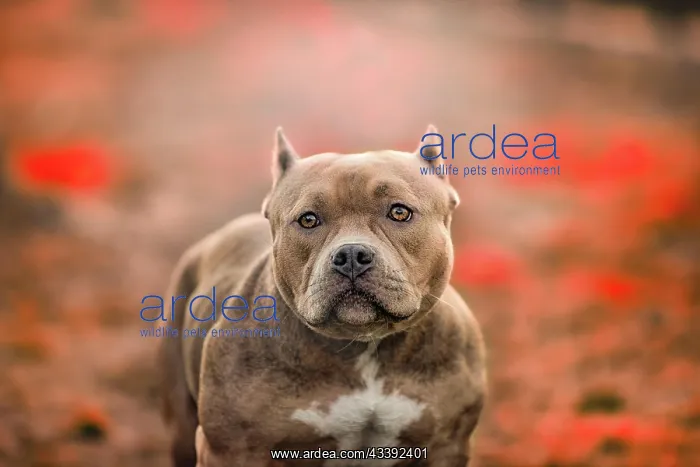 : American Pit Bull Terrier, blurred background : American Pit Bull Terrier, blurred background