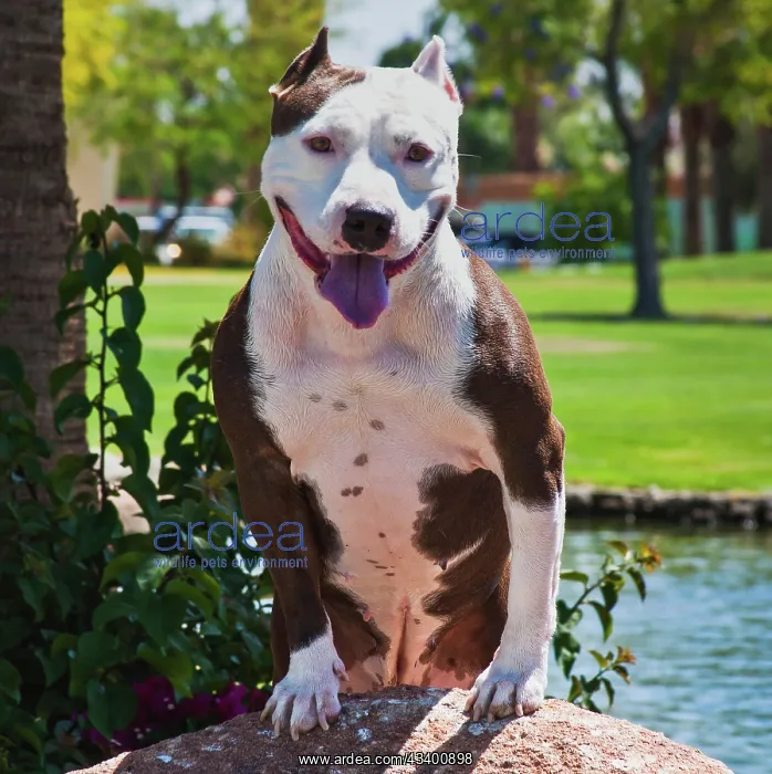 : American pitt bull : American pitt bull